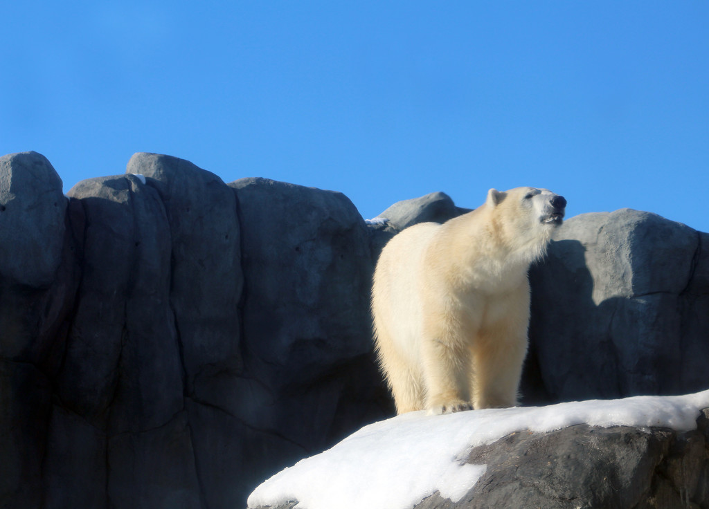 Polar Bear_115:365 by gaylewood