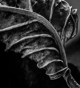 1st Mar 2016 - Withered Leaf