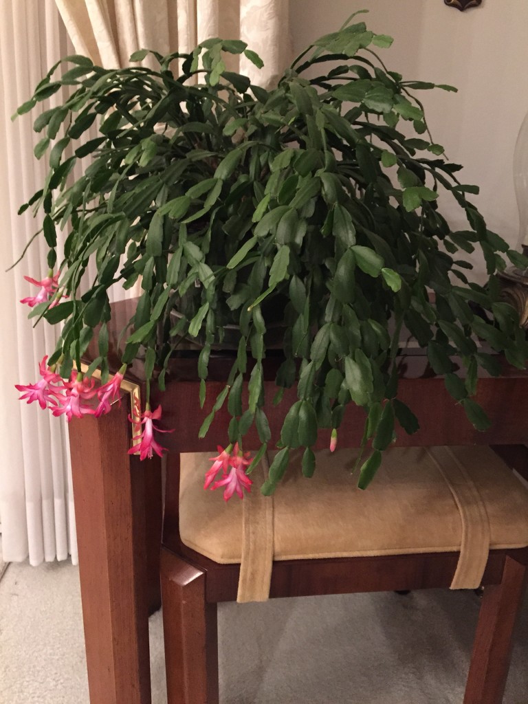 Christmas cactus in March by kchuk