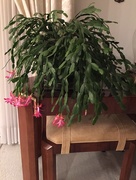 1st Mar 2016 - Christmas cactus in March
