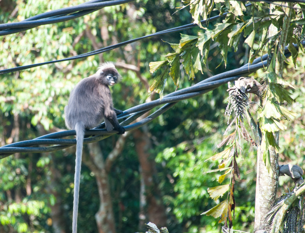 Rain Forest Monkey by ianjb21