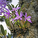 tree orchid by ianjb21
