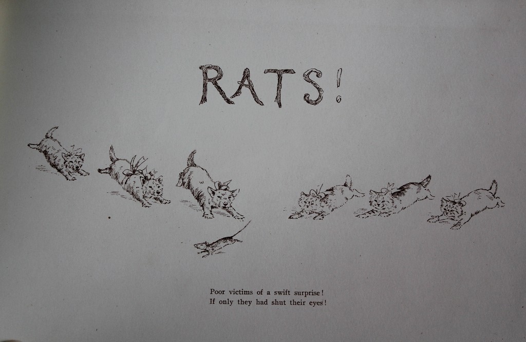 rats by edorreandresen