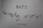 19th Feb 2016 - rats