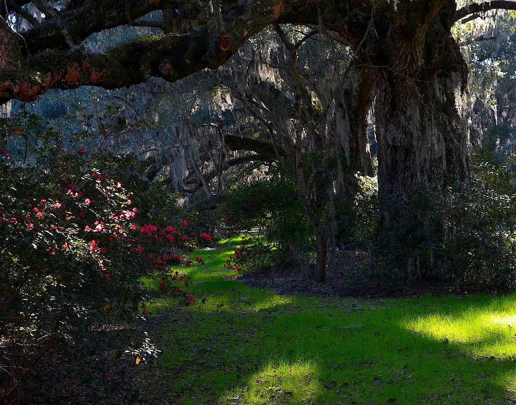 Shadows and light, Magnolia Gardens, Charleston, SC by congaree