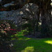 Shadows and light, Magnolia Gardens, Charleston, SC by congaree