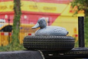 1st Mar 2016 - Tyred Duck