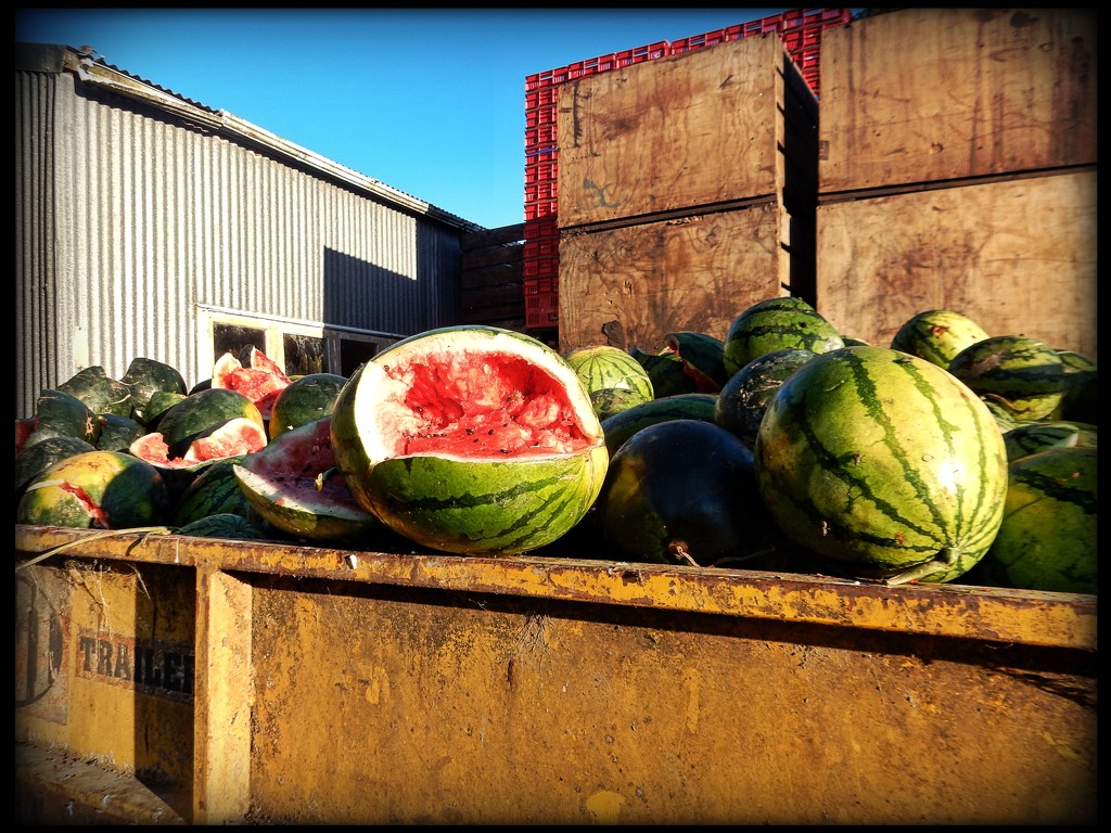 Watermelons by yorkshirekiwi
