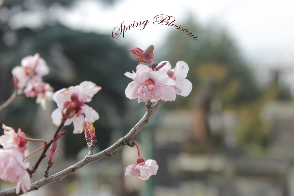 Spring Blossom by jamibann