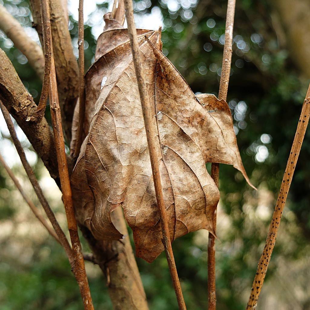 winter leaf by quietpurplehaze