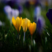 Happy First Day of Spring by gailmmeek