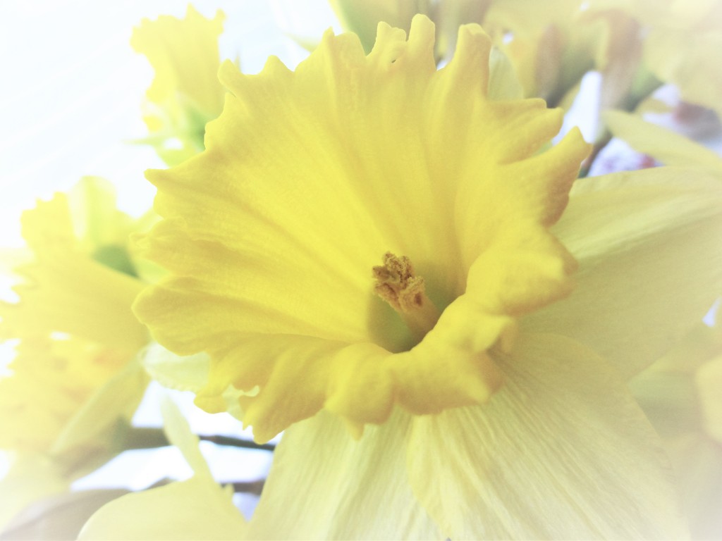Daffodil  by beryl