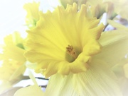 2nd Mar 2016 - Daffodil 