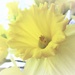 Daffodil  by beryl