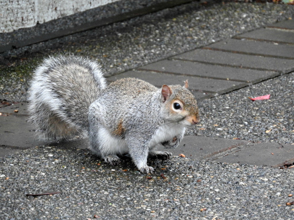 Neighborhood Squirrel by seattlite