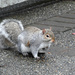 Neighborhood Squirrel by seattlite
