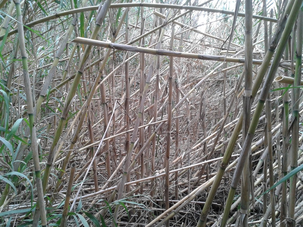 Bamboo like reeds along the riverbed.  by chimfa