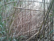 2nd Mar 2016 - Bamboo like reeds along the riverbed. 