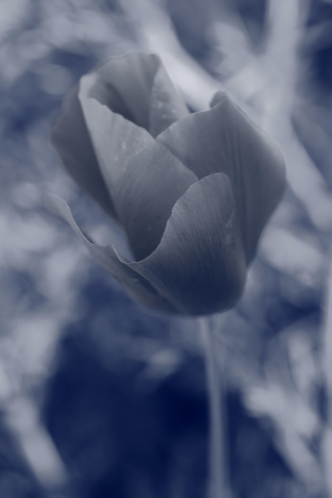 poppy by blueberry1222