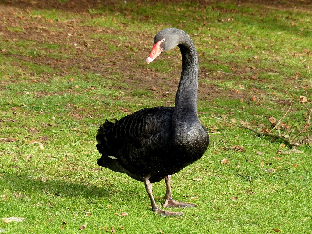  Black Swan  by susiemc
