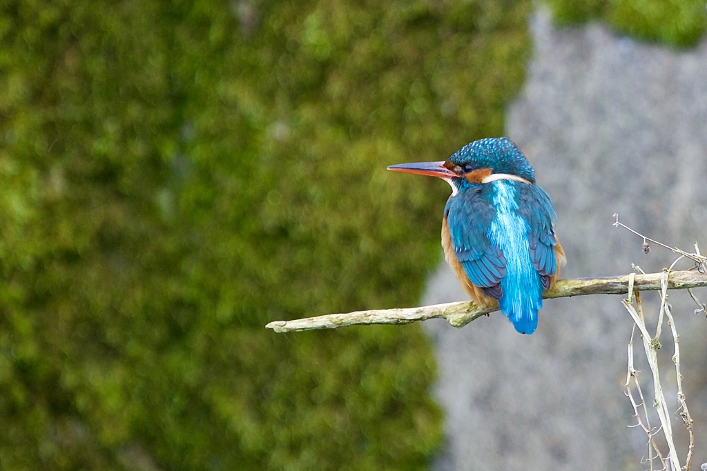 Female Kingfisher by padlock
