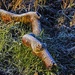 Sprinkling of frost by shepherdman