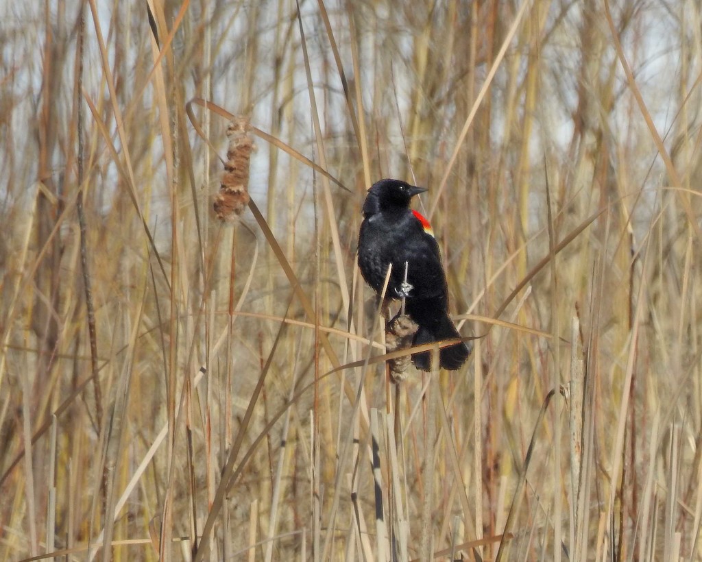 Red-winged Blackbird and Cattail by rminer