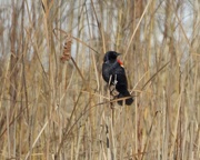 2nd Mar 2016 - Red-winged Blackbird and Cattail