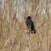 Red-winged Blackbird and Cattail by rminer