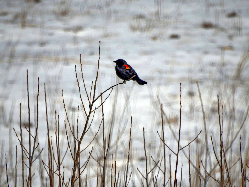 Red-winged Blackbird on a Snowy Prairie by rminer