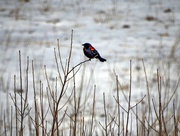 2nd Mar 2016 - Red-winged Blackbird on a Snowy Prairie