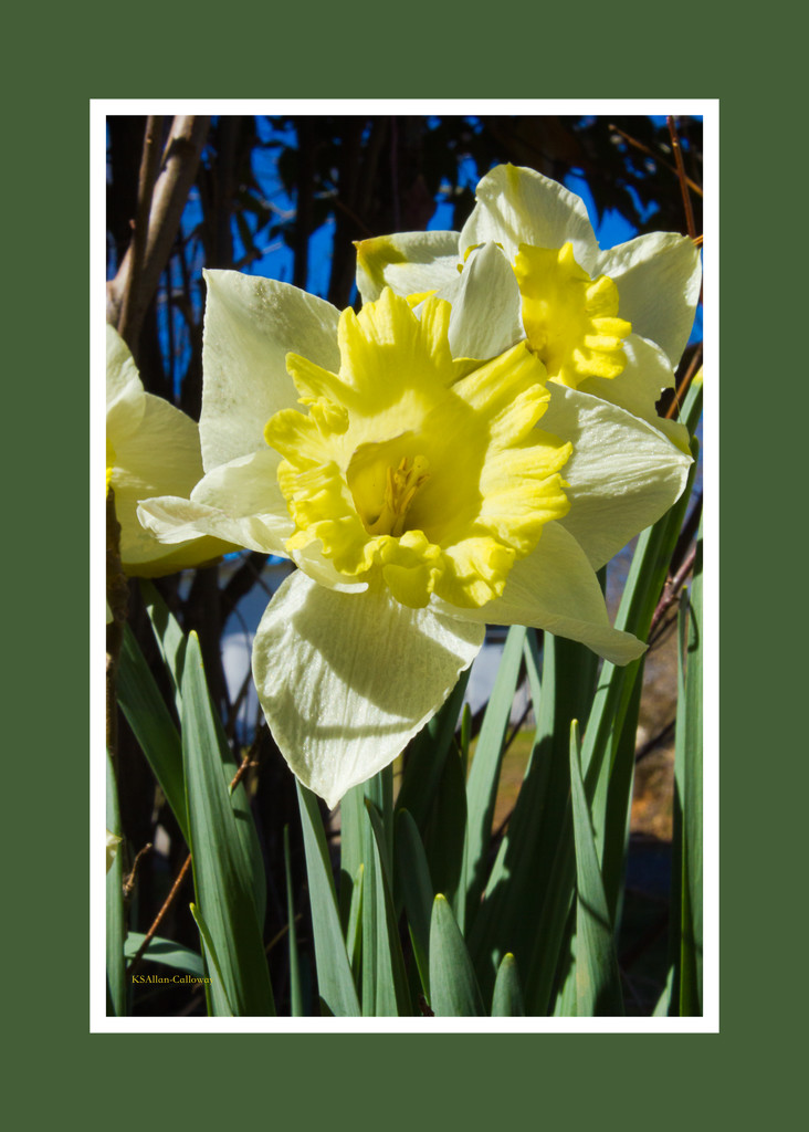daffodil blooms by randystreat