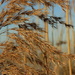 Reeds by flowerfairyann
