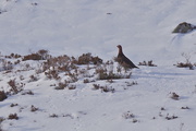 26th Feb 2016 - FAMOUS RED GROUSE
