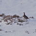 FAMOUS RED GROUSE by markp