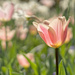 Spring Tulip by lynne5477