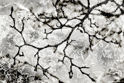13th Jan 2016 - Ice & Branches composite