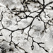 Ice & Branches composite by jbritt