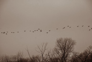 9th Jan 2016 - Duotone Flying Geese