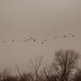 Duotone Flying Geese by jbritt