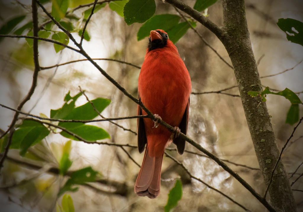 Cardinal on the Limb! by rickster549