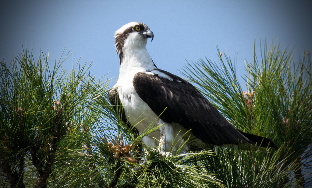Osprey in the Pine Needles! by rickster549