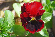 29th Feb 2016 - Red Pansy