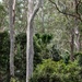 Grey gums by pusspup