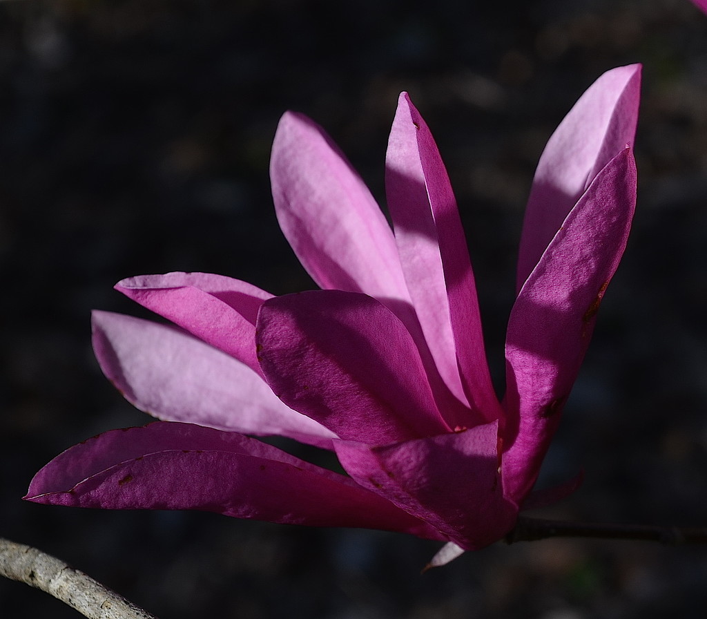 Japanese Magnolia bloom, Magnolia Gardens, Charleston, SC by congaree