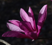 3rd Mar 2016 - Japanese Magnolia bloom, Magnolia Gardens, Charleston, SC