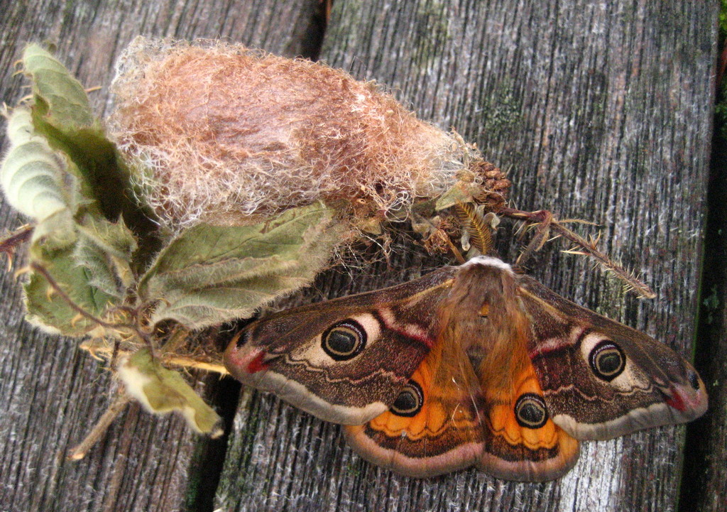 Emperor moth with cocoon by steveandkerry