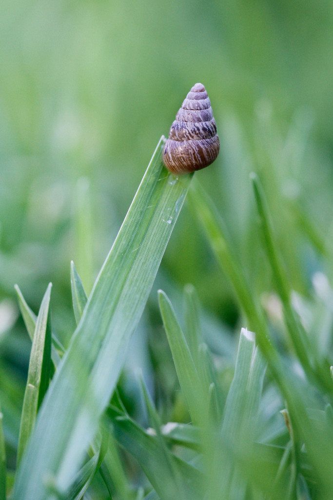 Mini snail by jodies