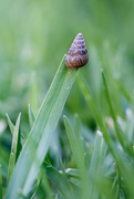 3rd Mar 2016 - Mini snail