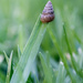 Mini snail by jodies